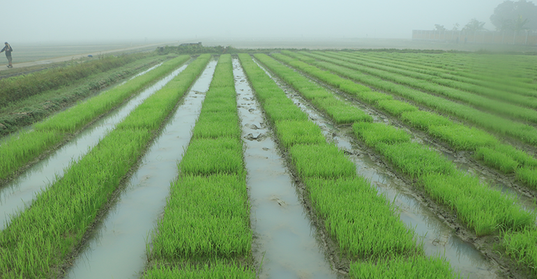 © iStock/Hossain Mahmud Hasib